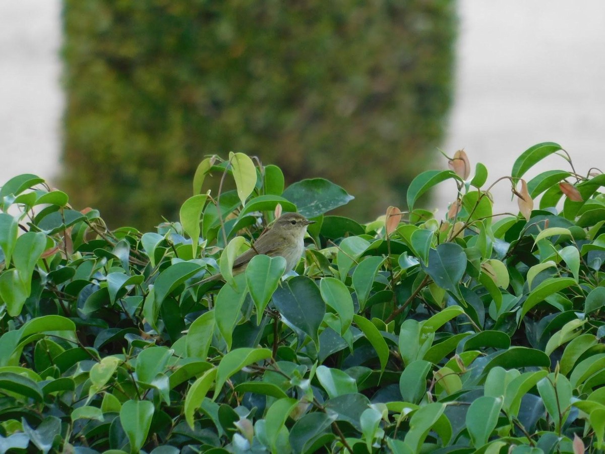 Common Chiffchaff - ML638232014