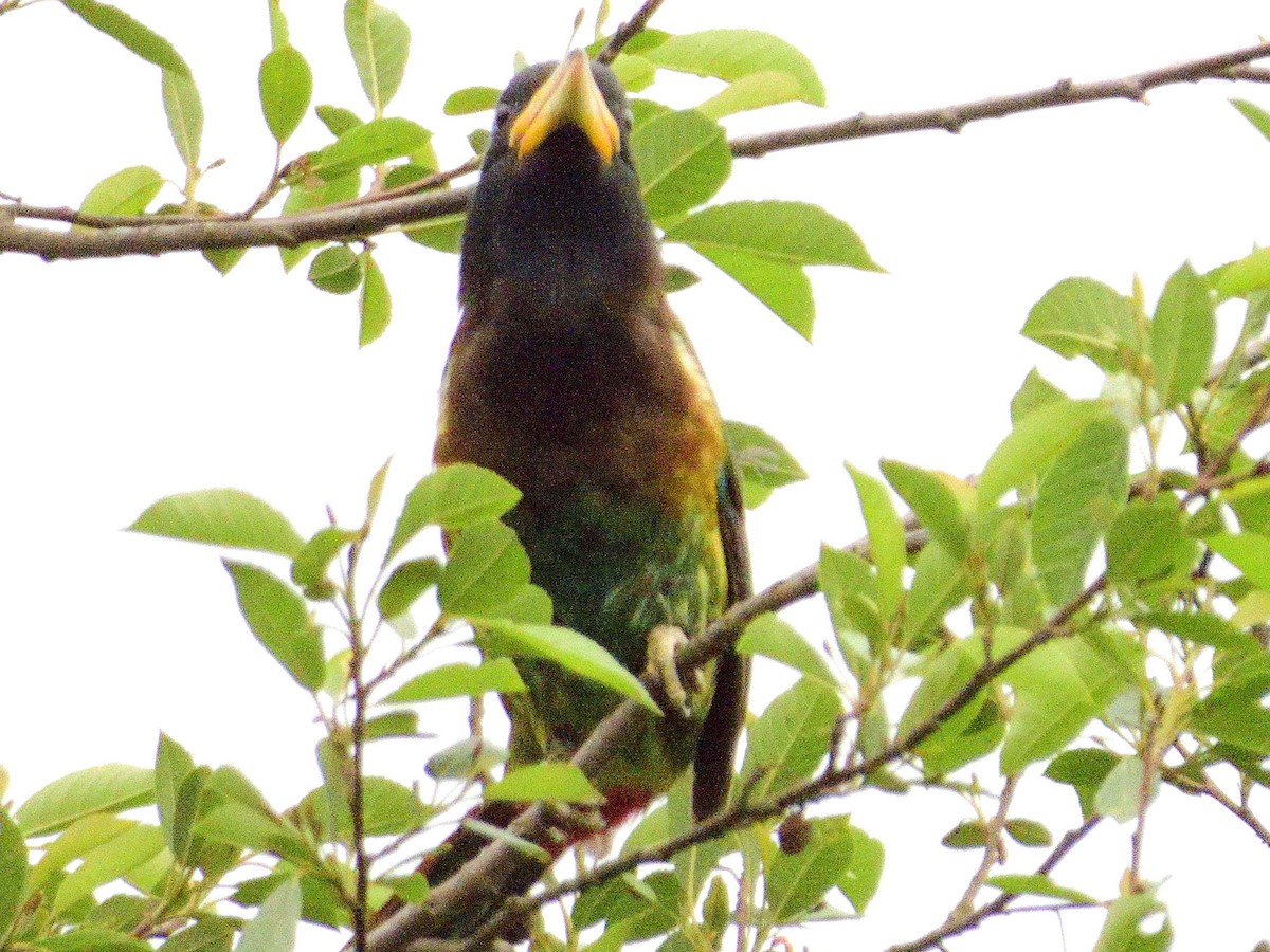 Great Barbet - ML638232036