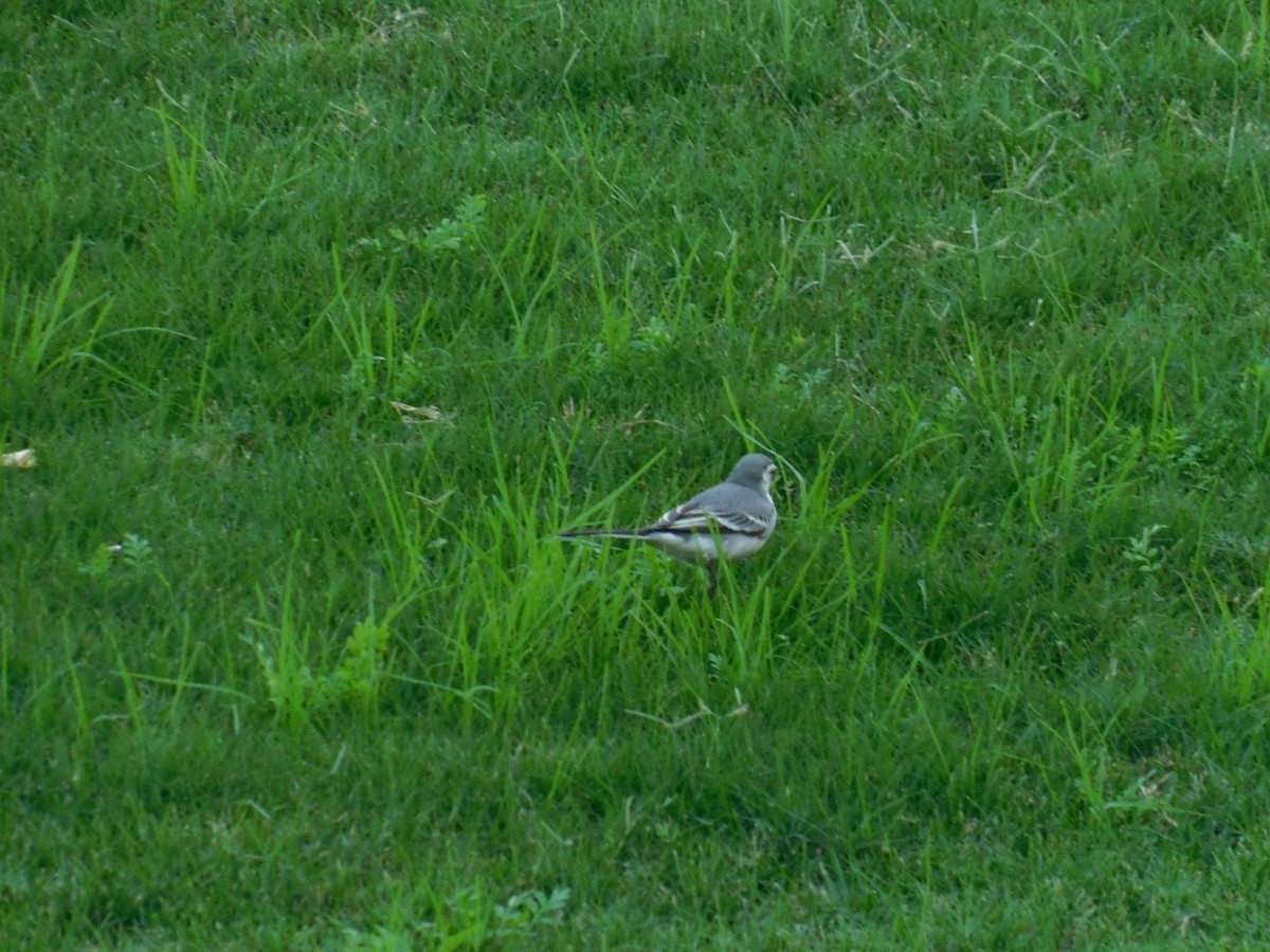 White Wagtail - ML638232037