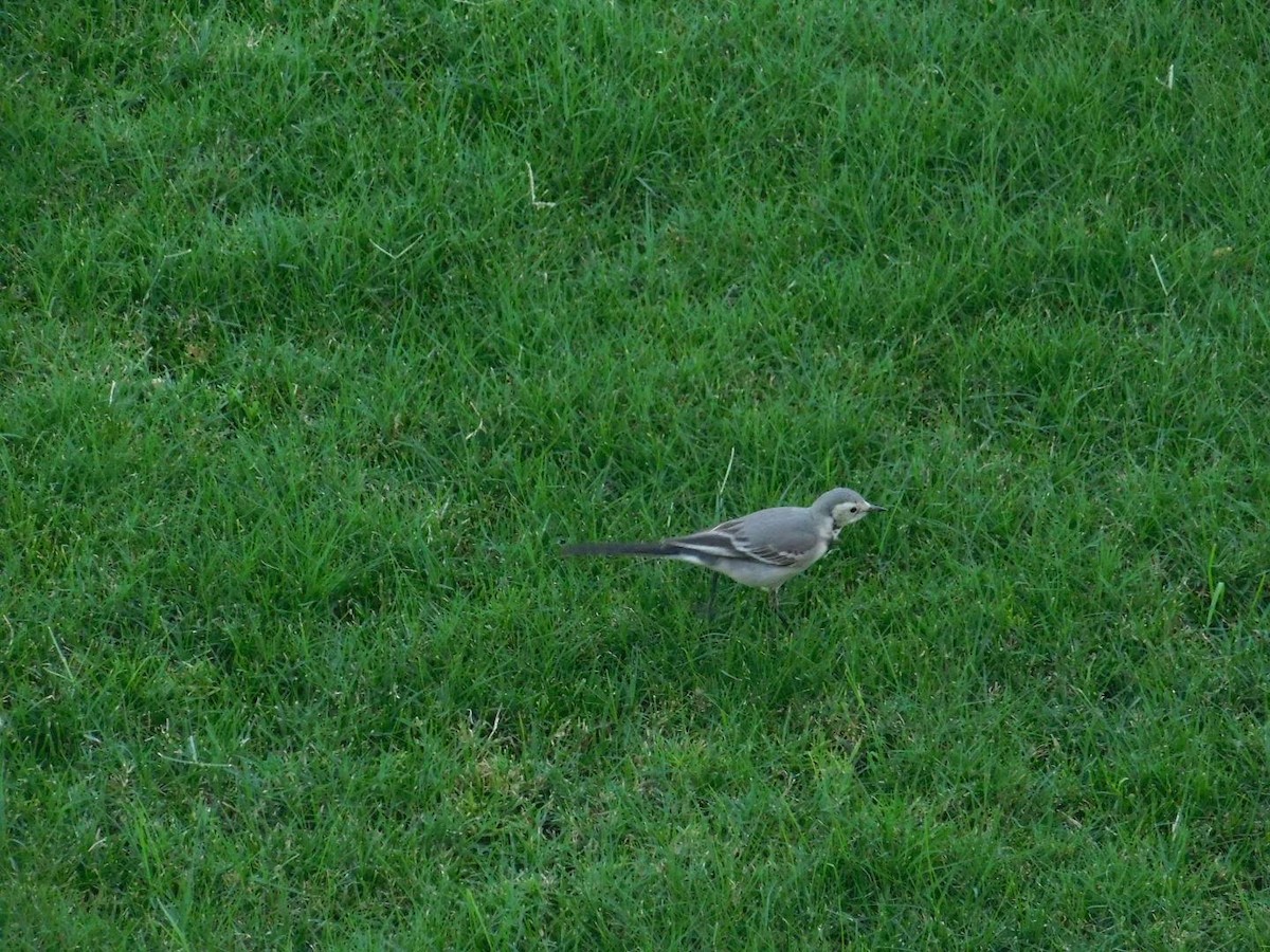 White Wagtail - ML638232038