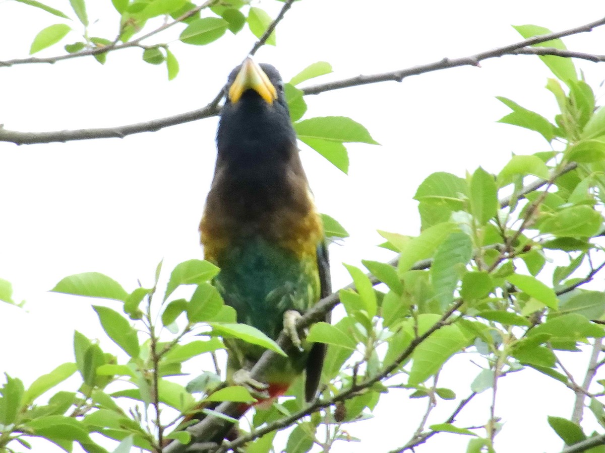 Great Barbet - ML638232039
