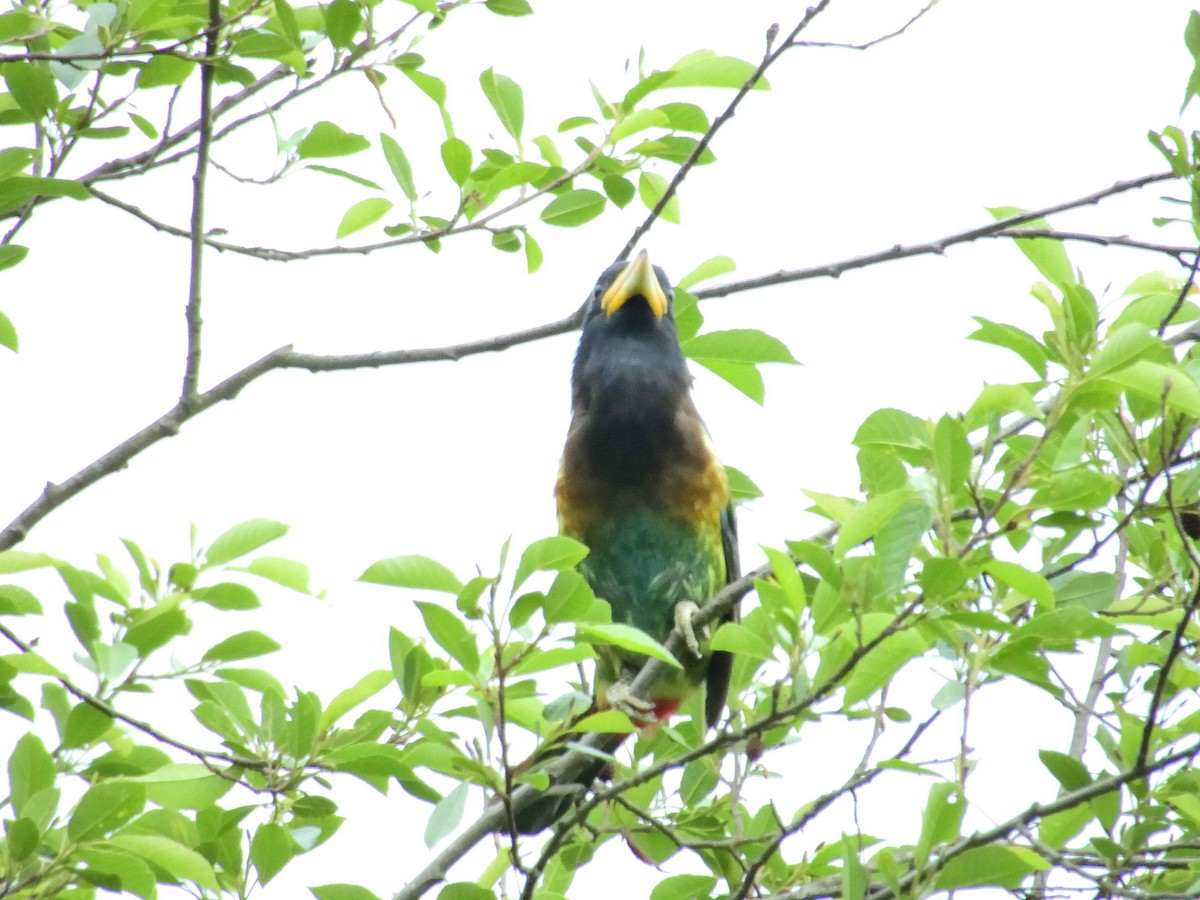 Great Barbet - ML638232040