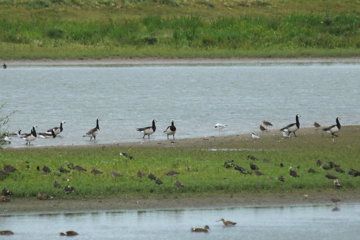 Barnacle Goose - ML638232041