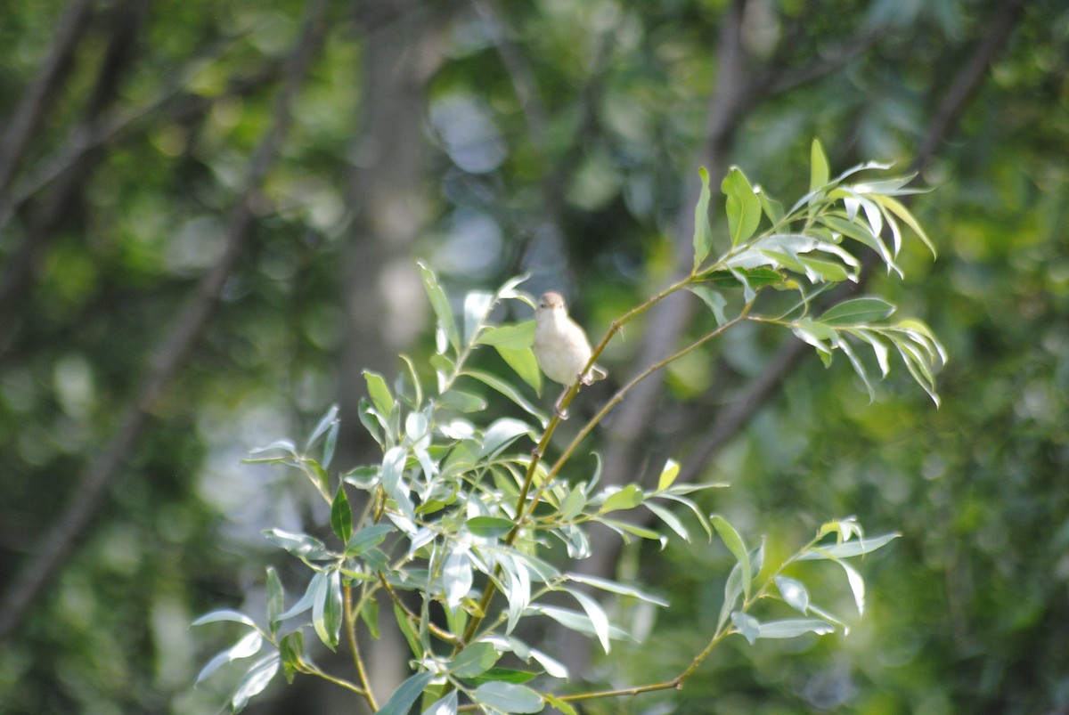 Booted Warbler - ML638232046