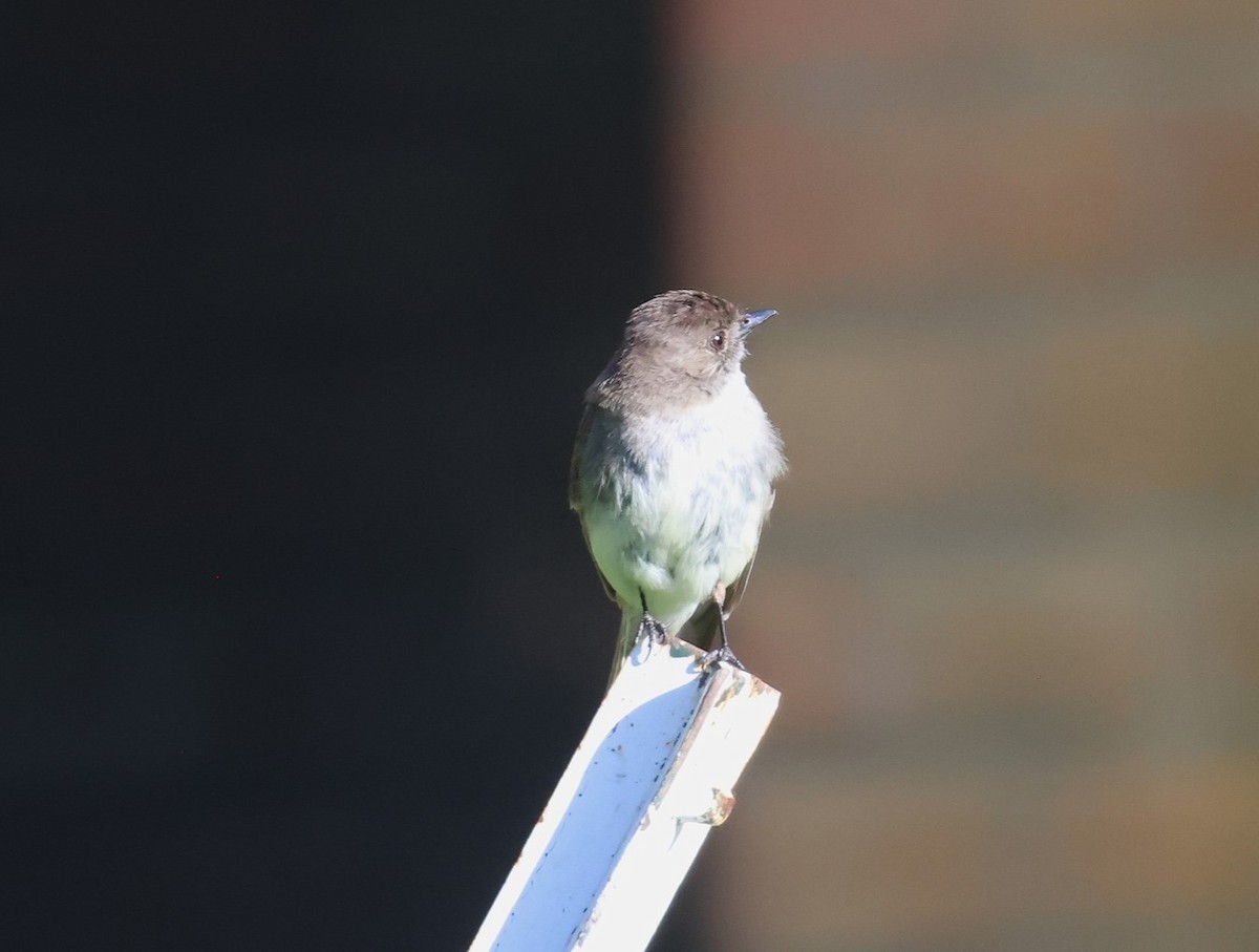Eastern Phoebe - ML638232059