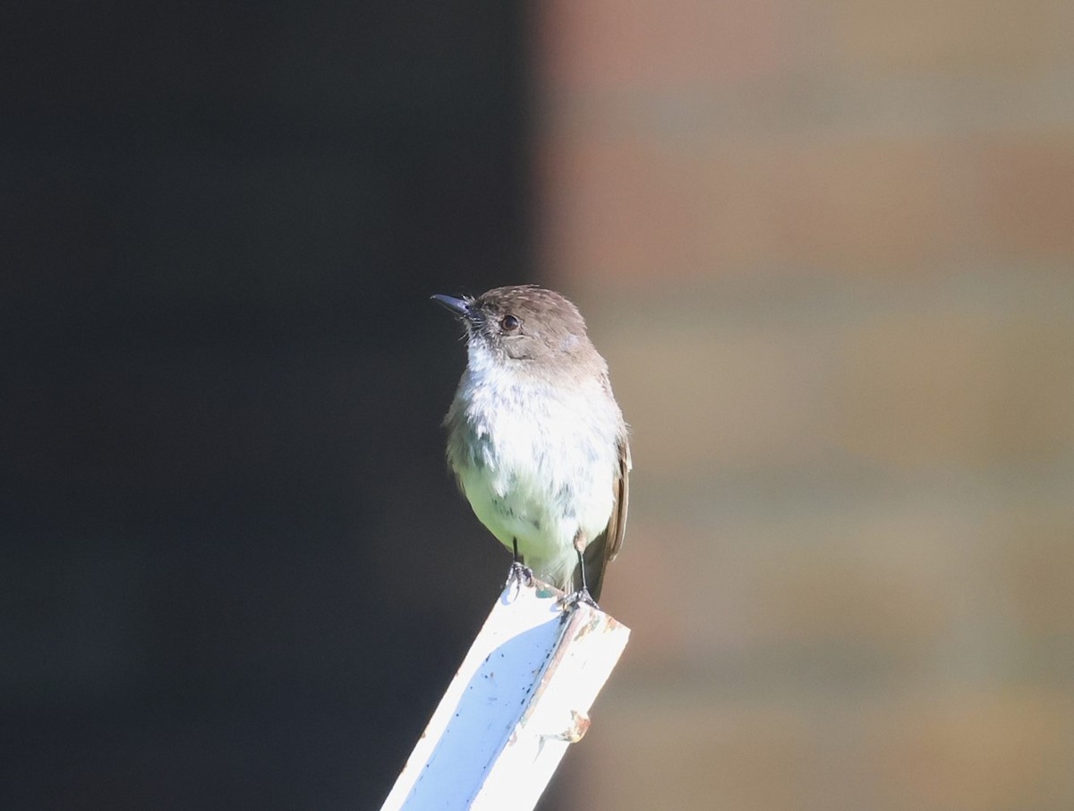 Eastern Phoebe - ML638232060