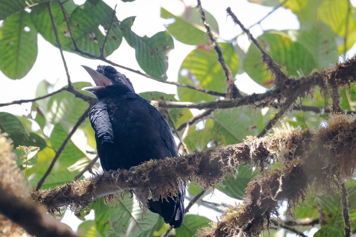 Long-wattled Umbrellabird - ML638232076