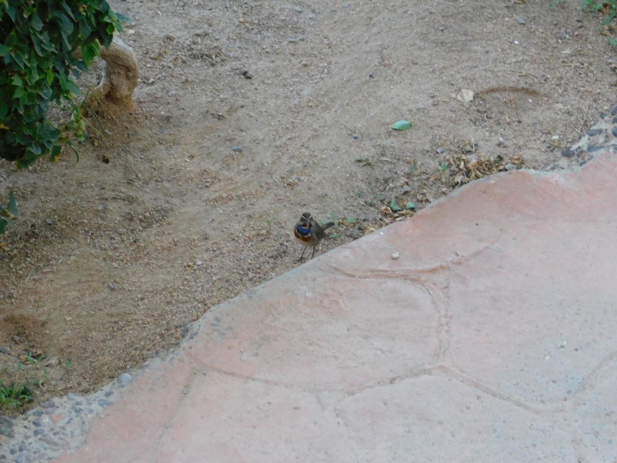 Bluethroat - ML638232083