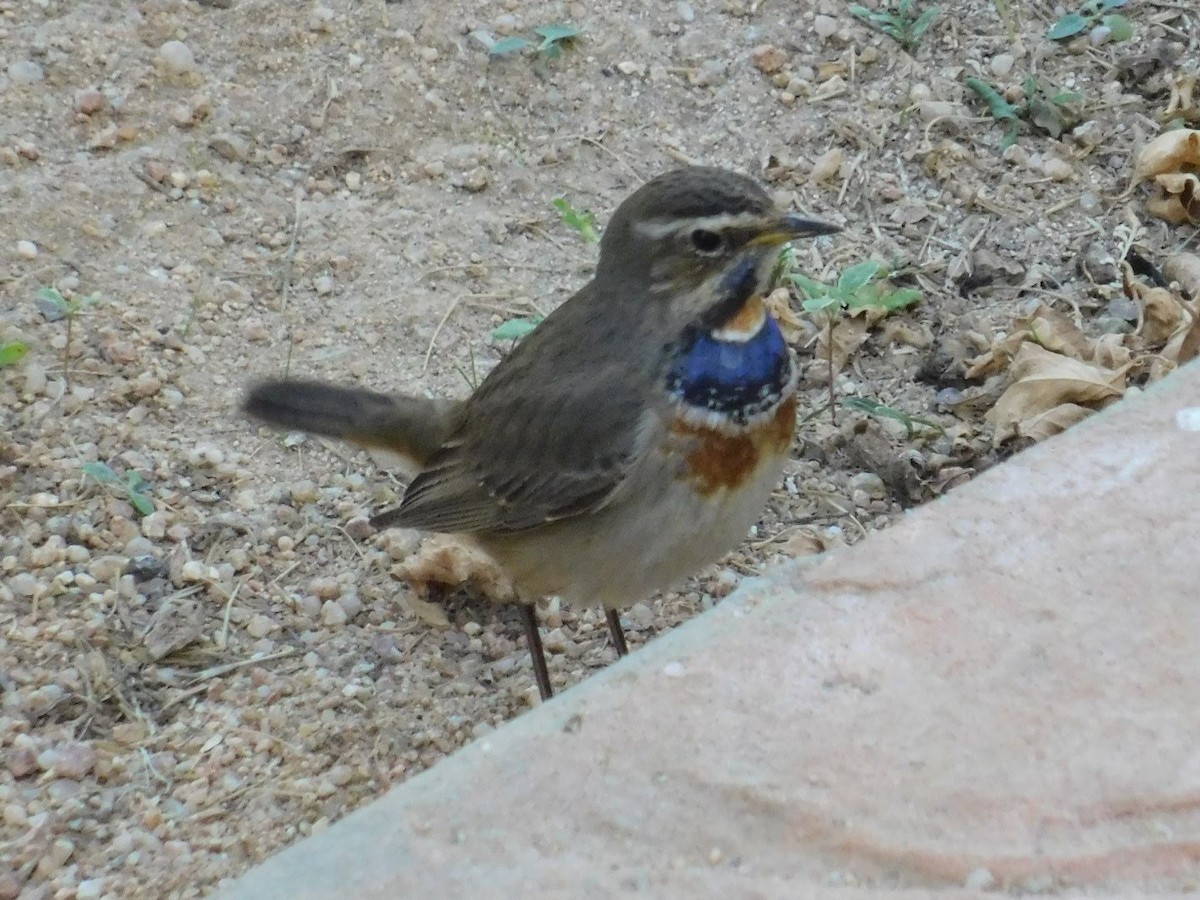 Bluethroat - ML638232084