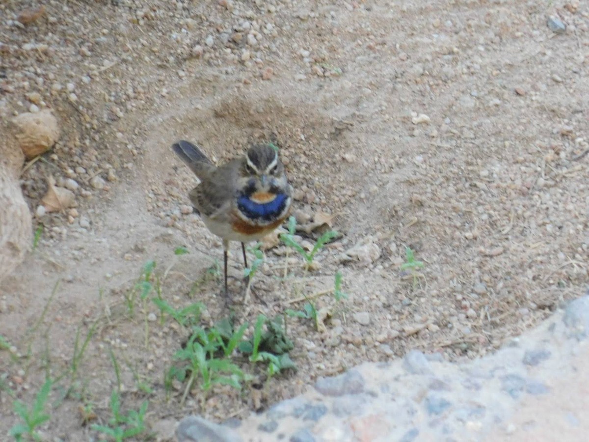 Bluethroat - ML638232085