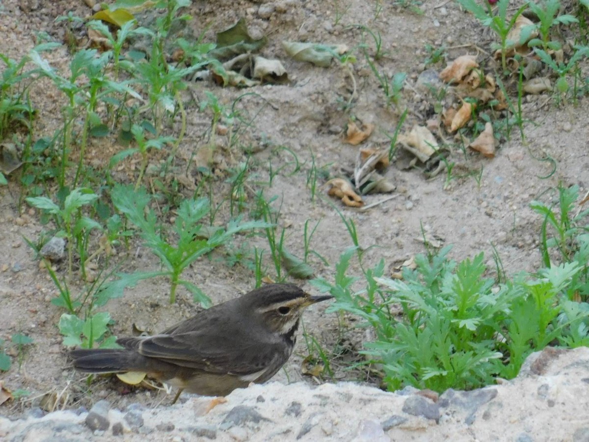 Bluethroat - ML638232086