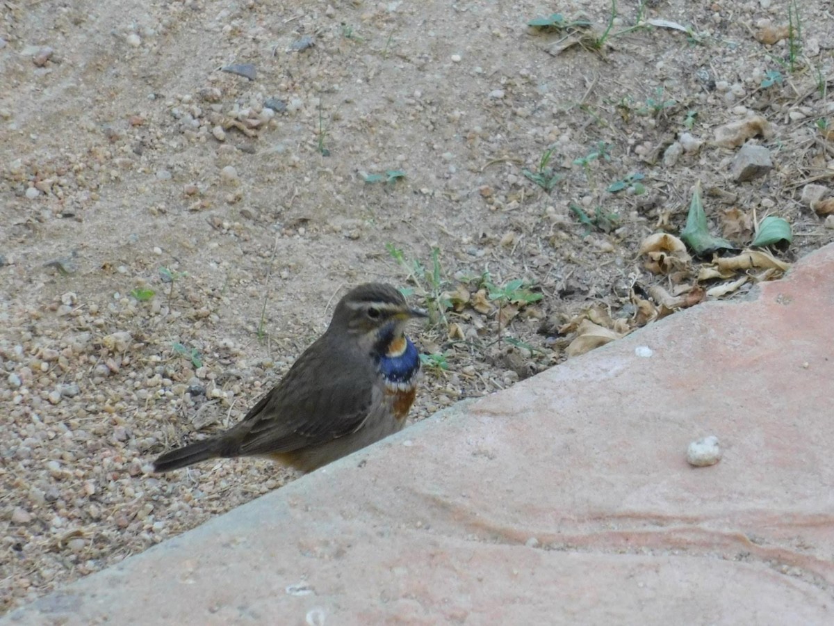 Bluethroat - ML638232088