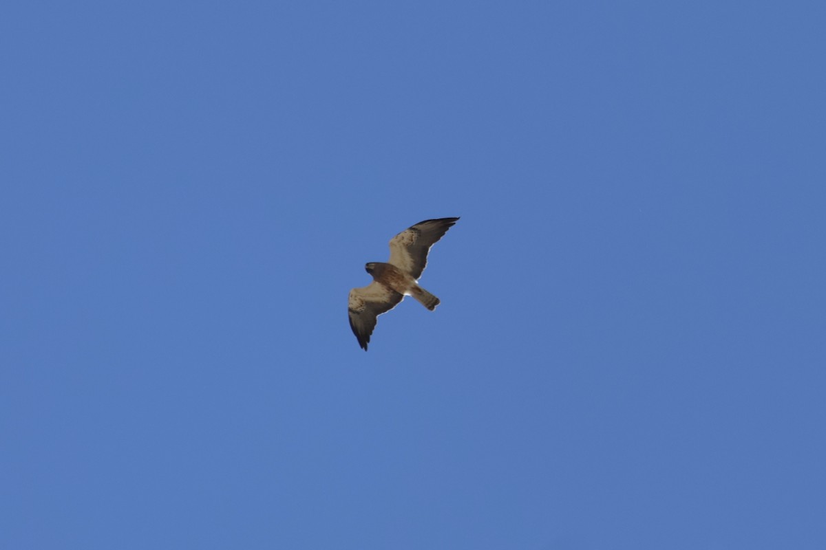 Swainson's Hawk - ML638232100