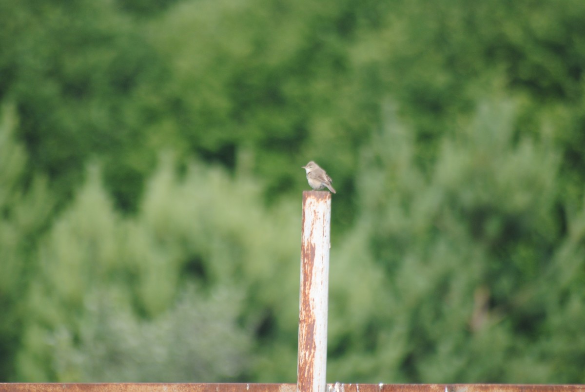 Greater Whitethroat - ML638232135