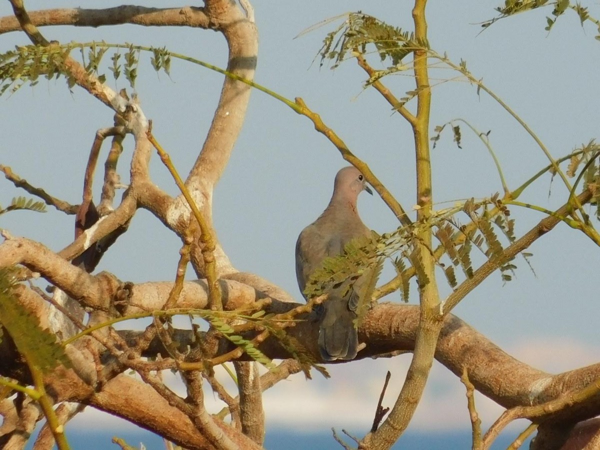 Laughing Dove - ML638232140