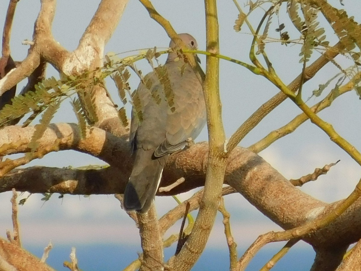 Laughing Dove - ML638232141