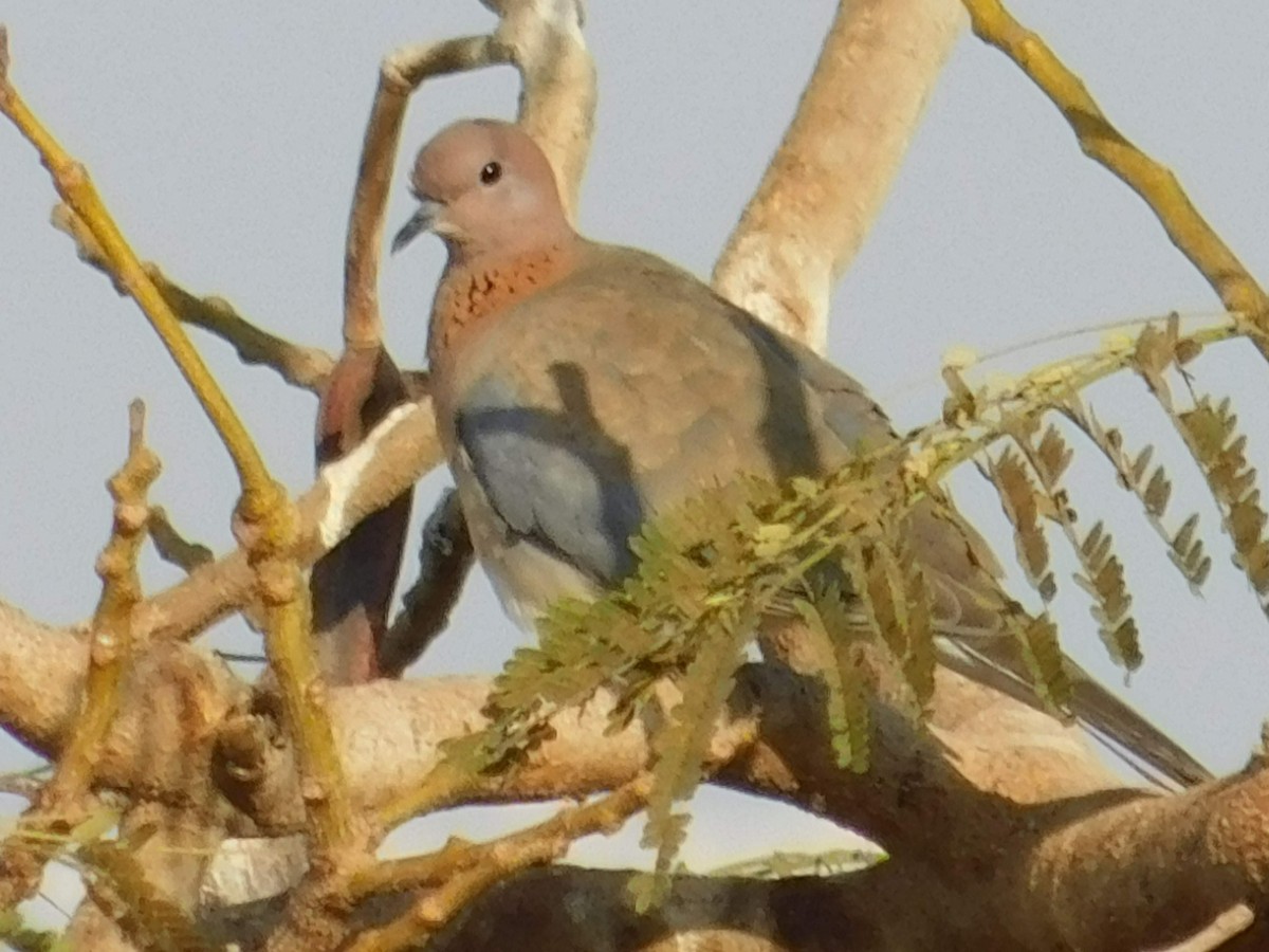 Laughing Dove - ML638232142