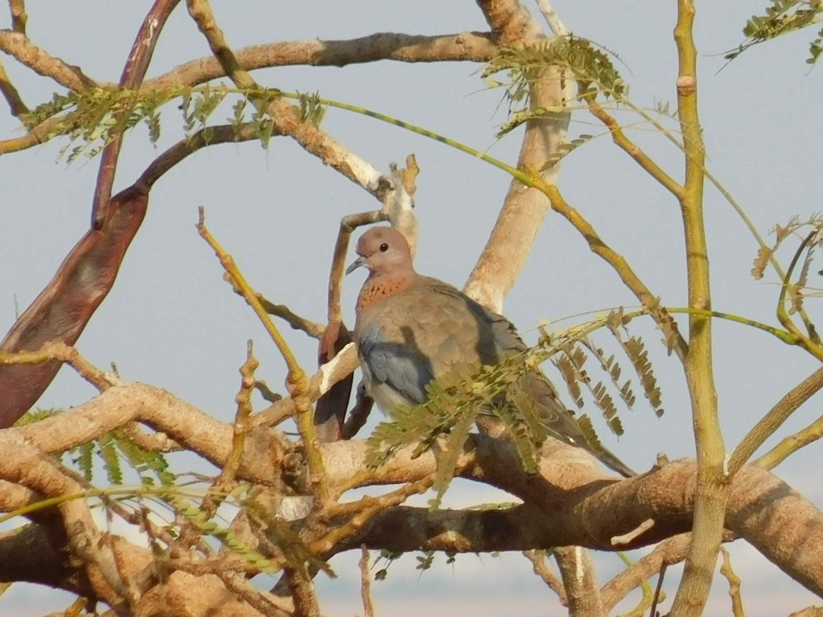 Laughing Dove - ML638232143