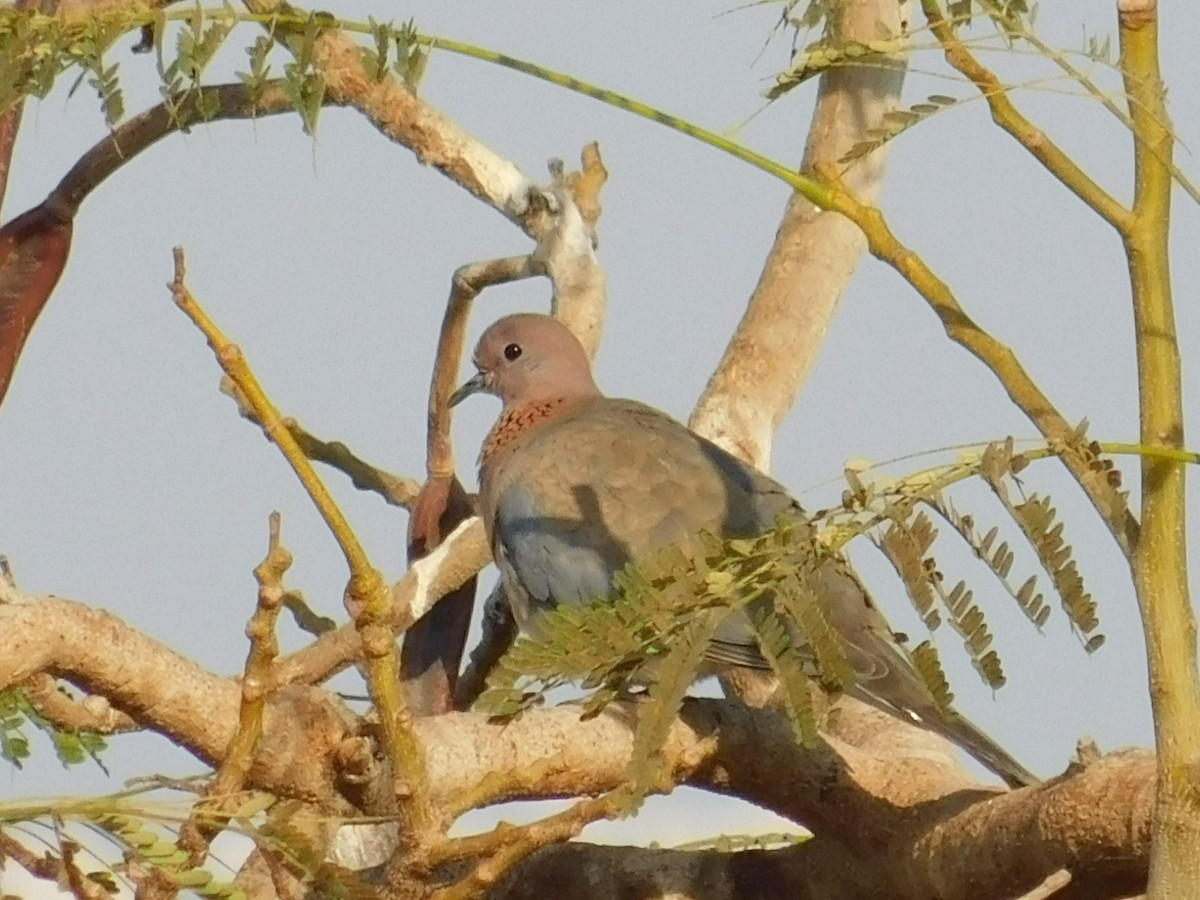 Laughing Dove - ML638232144