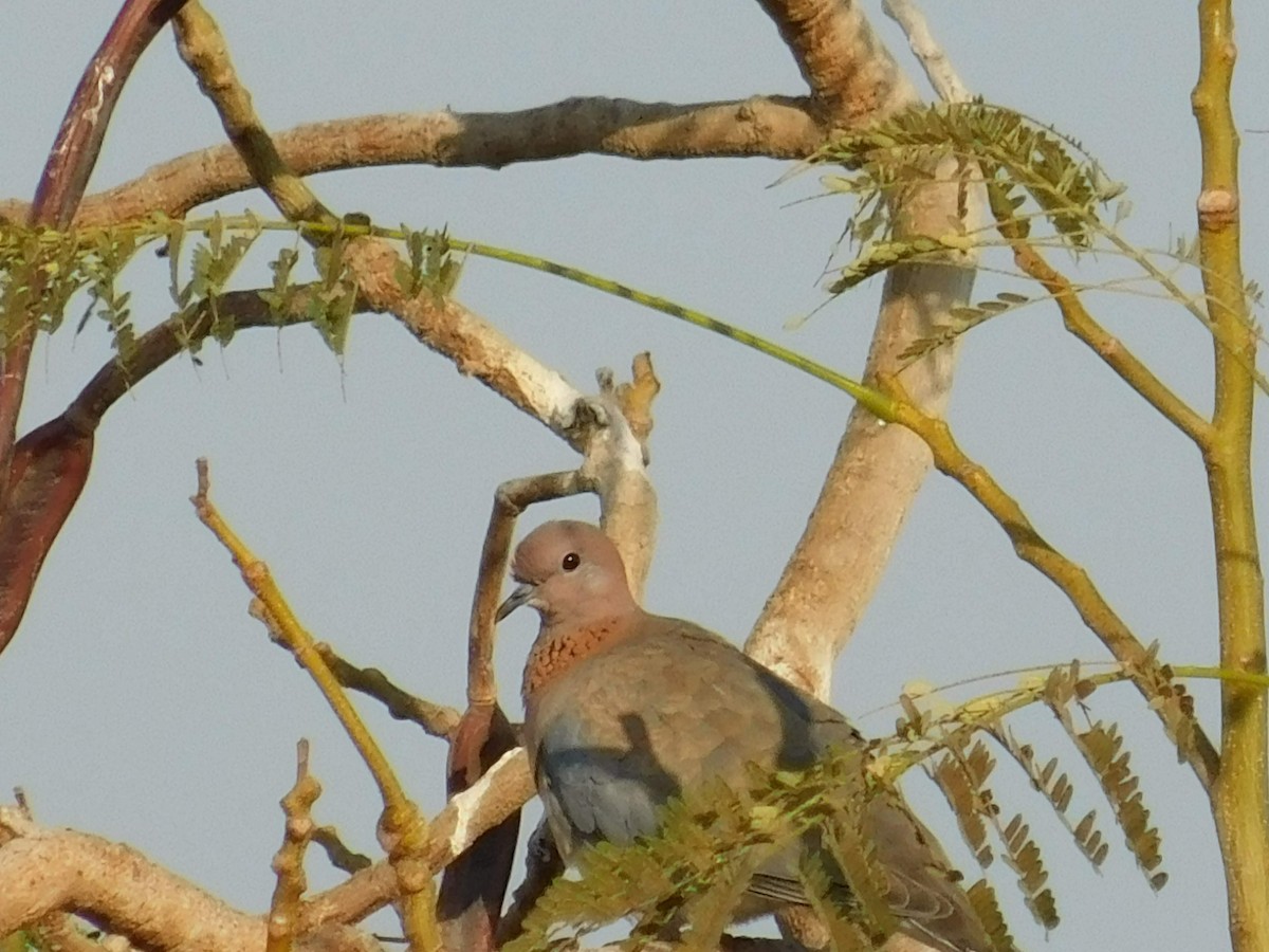 Laughing Dove - ML638232146