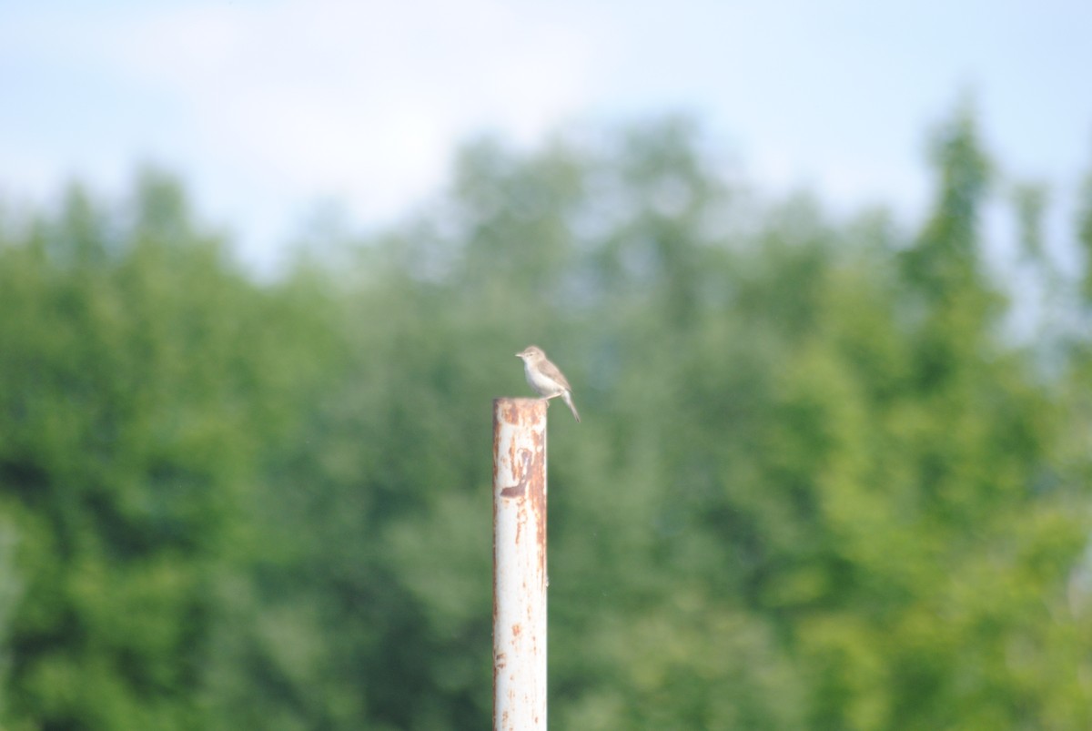 Greater Whitethroat - ML638232152