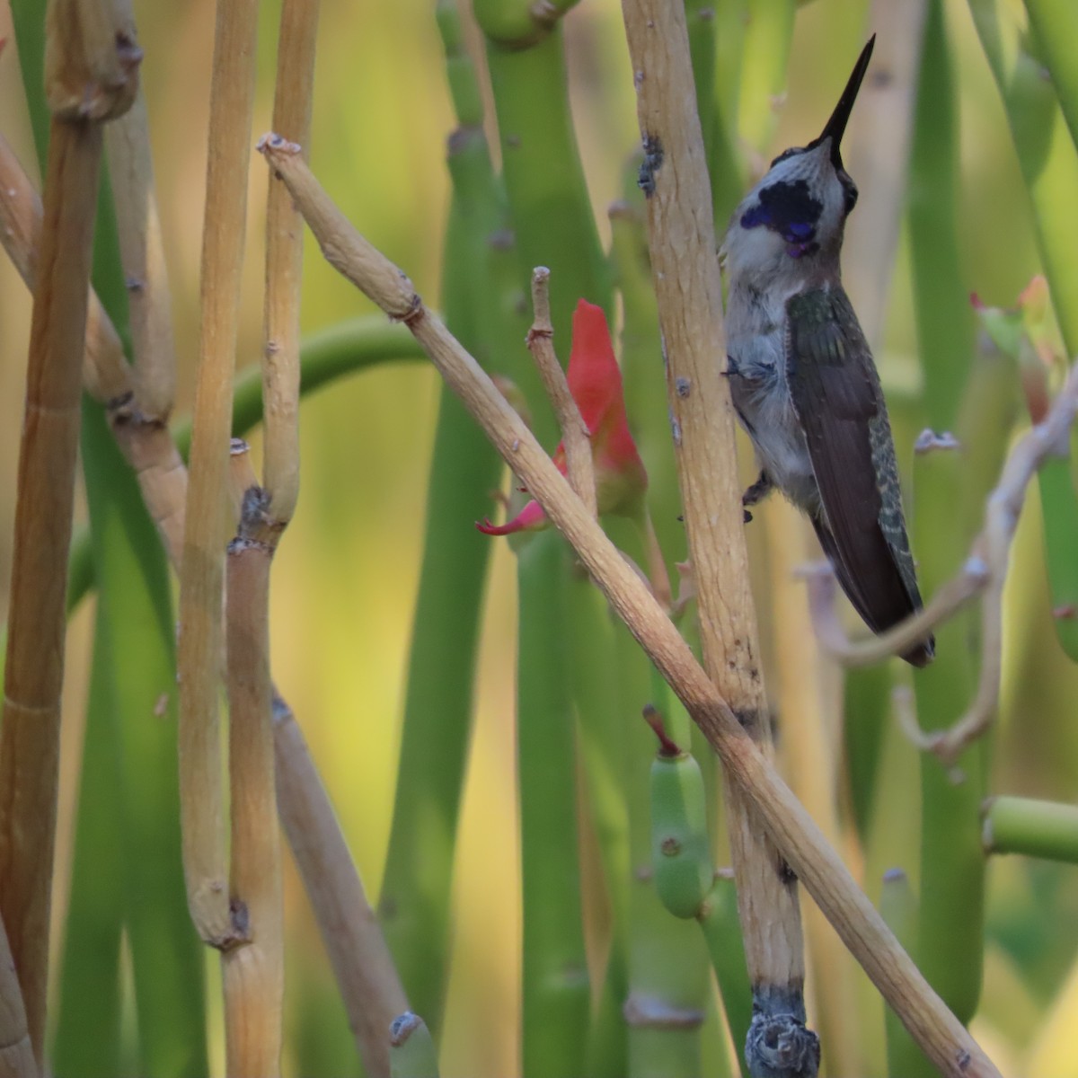 Costa's Hummingbird - ML638232162