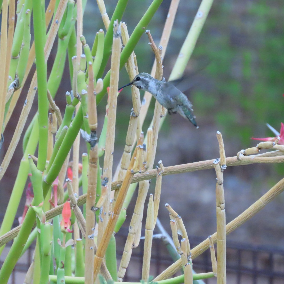Costa's Hummingbird - ML638232163
