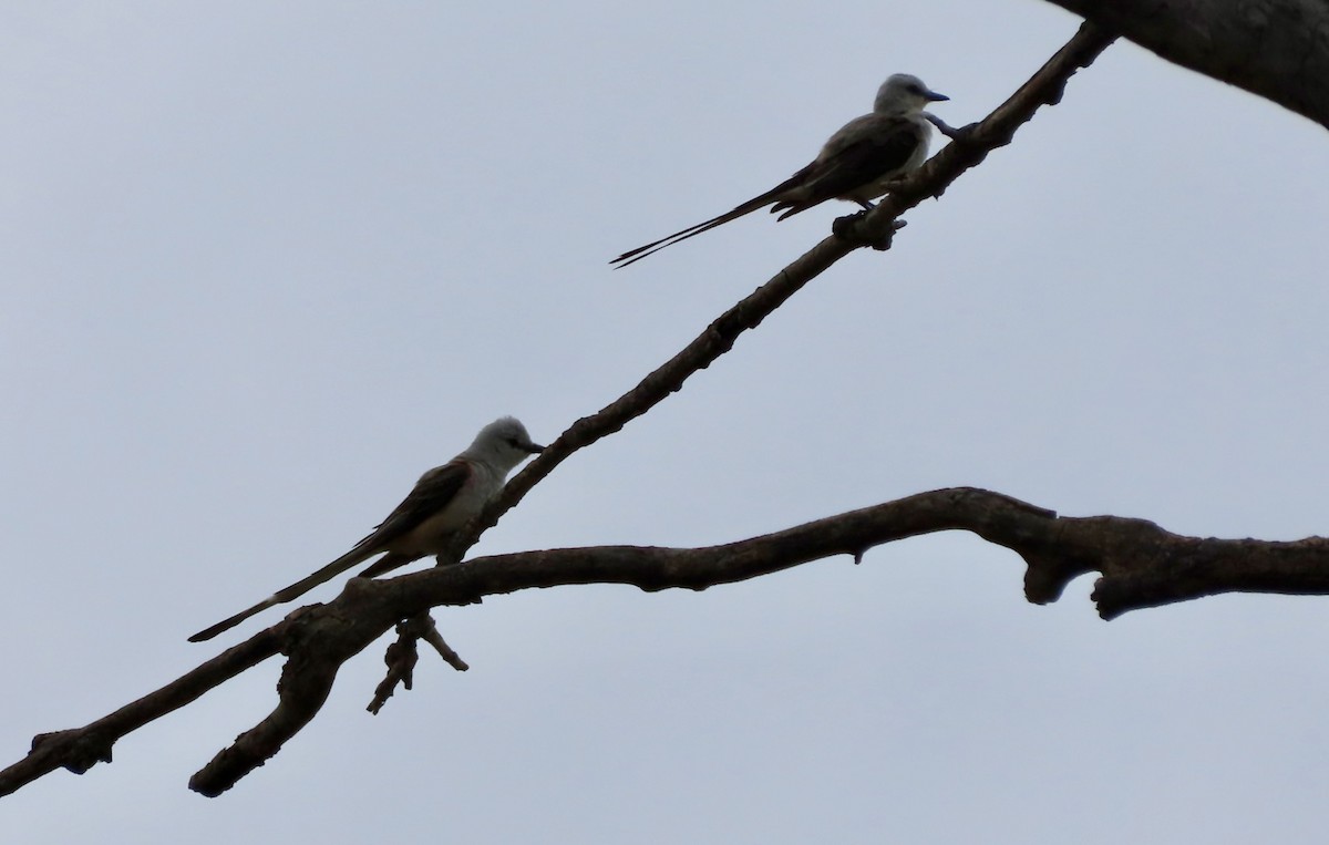 Scissor-tailed Flycatcher - ML638232165
