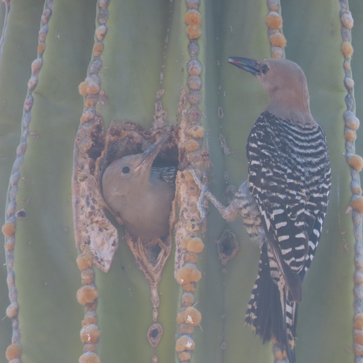 Gila Woodpecker - ML638232172