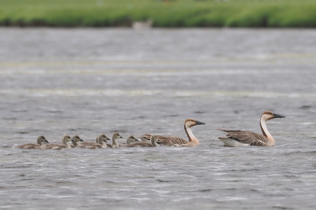 Swan Goose - ML638232173