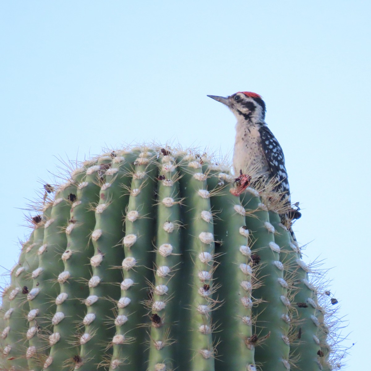 Ladder-backed Woodpecker - ML638232178