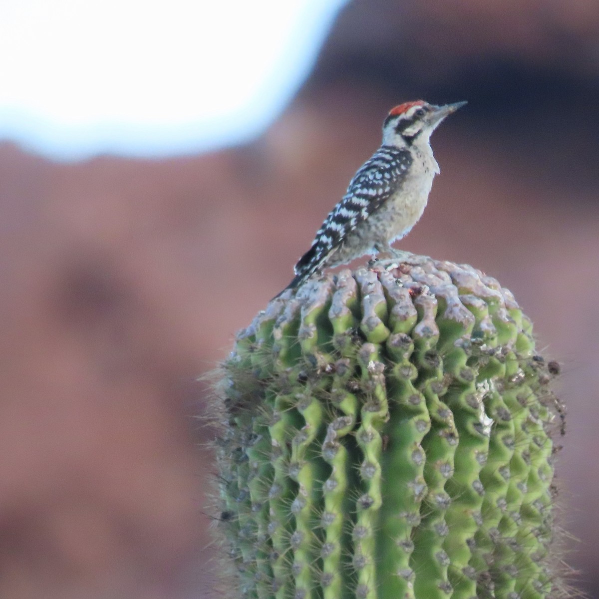 Ladder-backed Woodpecker - ML638232179