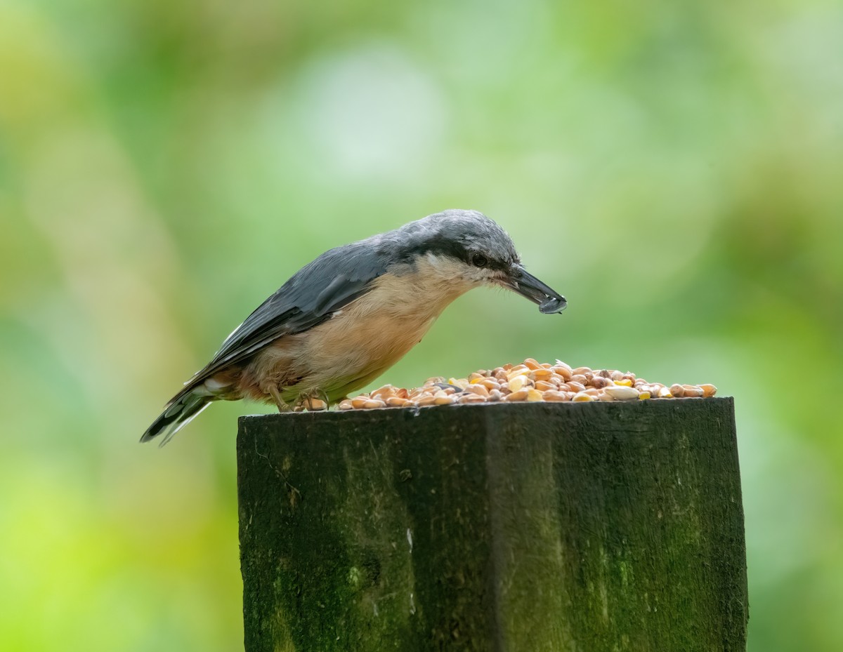 Eurasian Nuthatch - ML638232181
