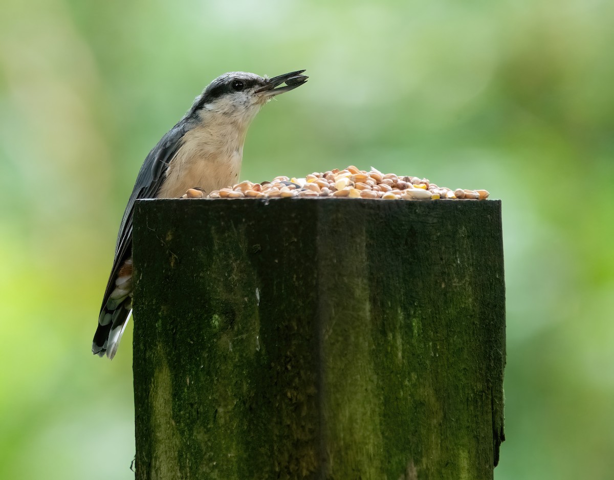 Eurasian Nuthatch - ML638232182