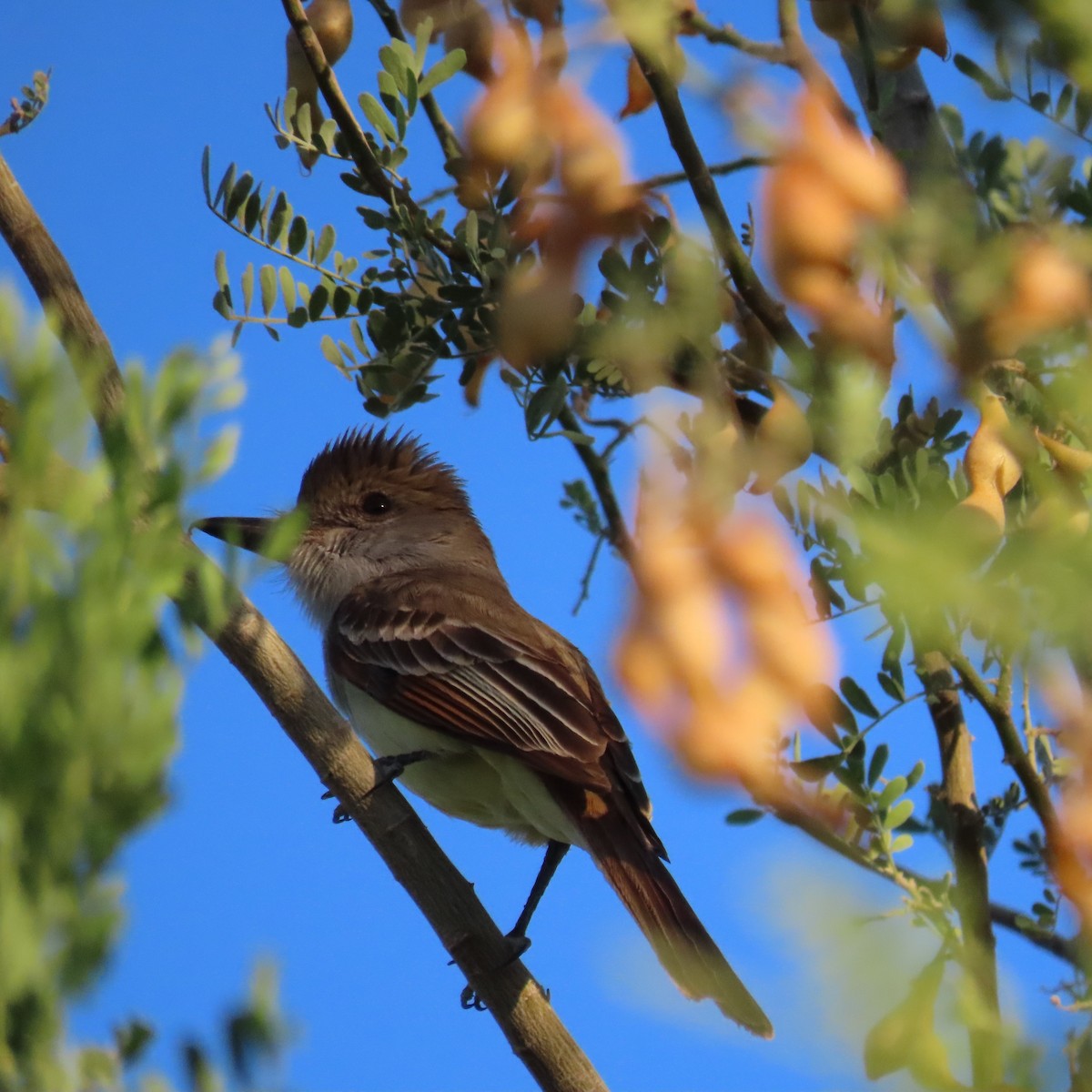 Brown-crested Flycatcher - ML638232196
