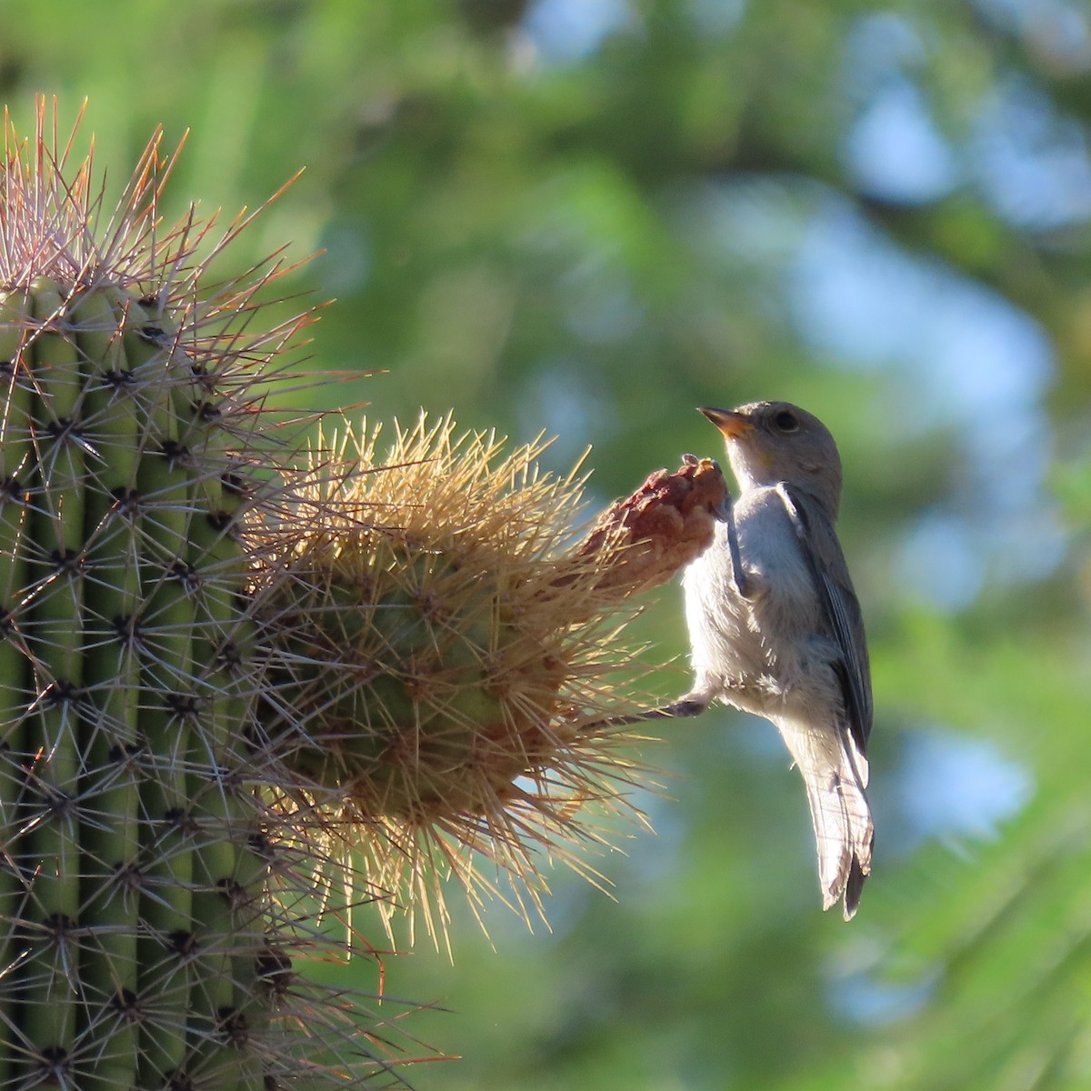 Verdin - ML638232205