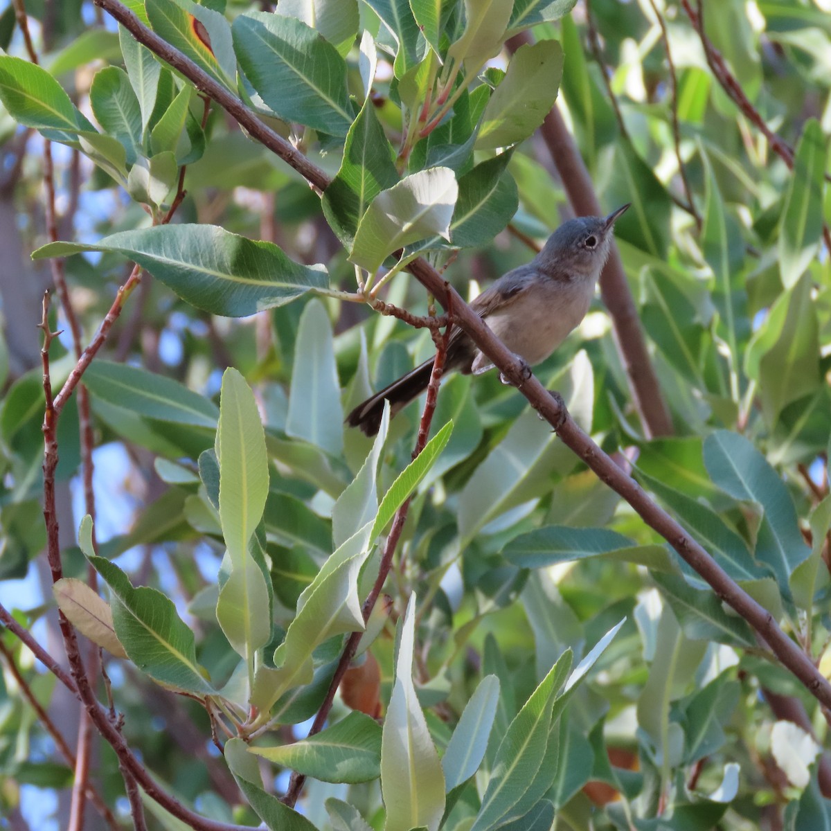 Black-tailed Gnatcatcher - ML638232215