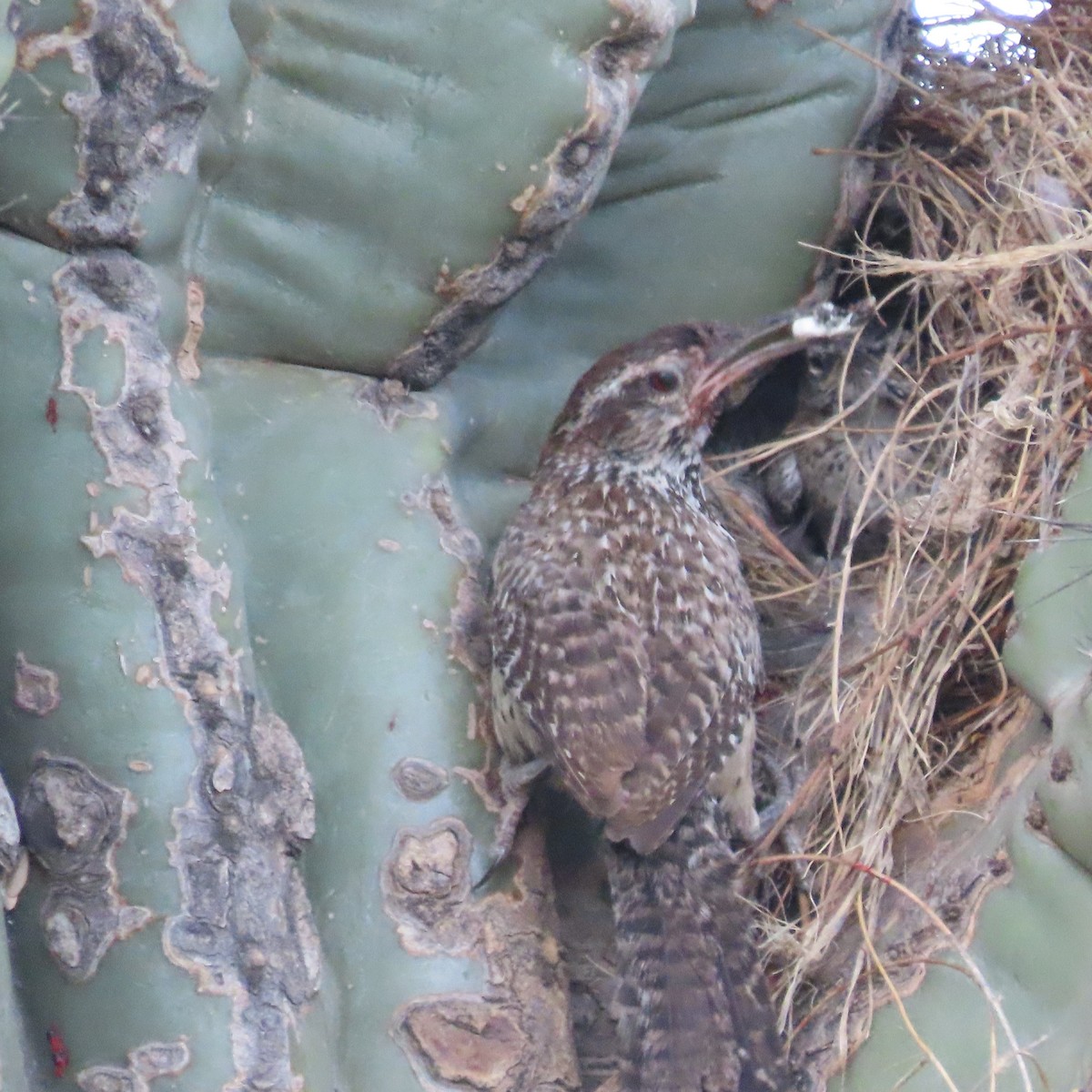 Cactus Wren - ML638232222