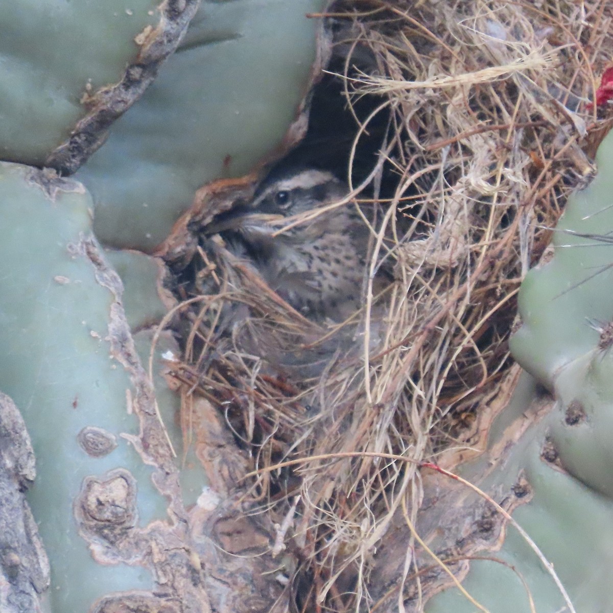 Cactus Wren - ML638232223