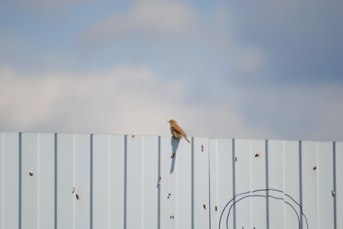 Blyth's Reed Warbler - ML638232229