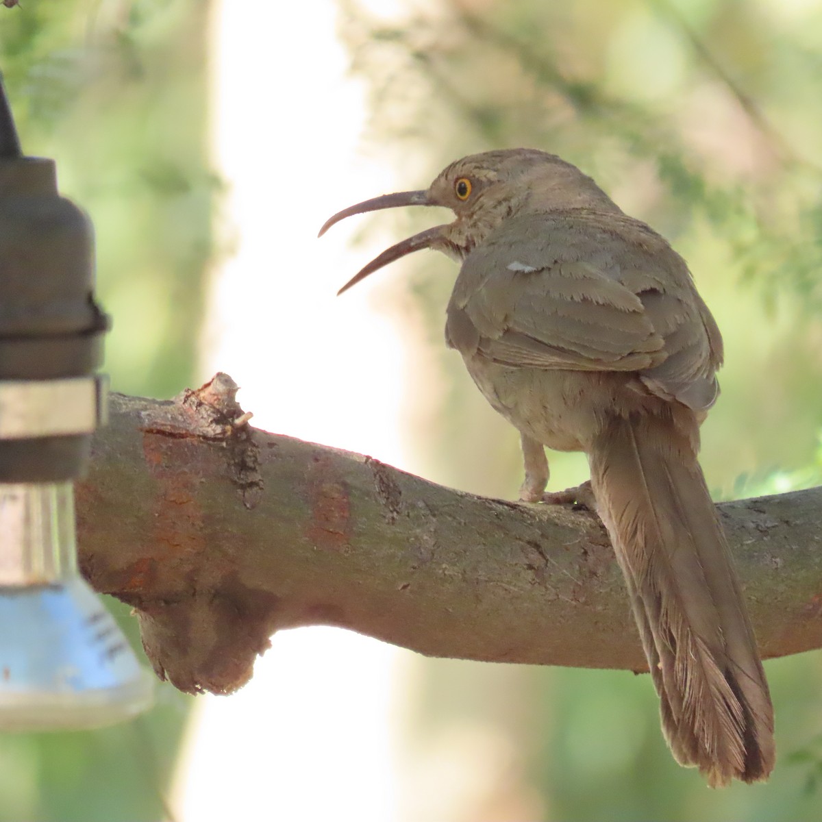 Curve-billed Thrasher - ML638232234