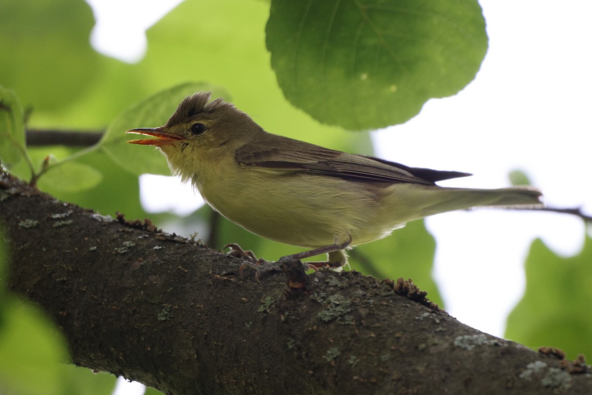 Icterine Warbler - ML638232236