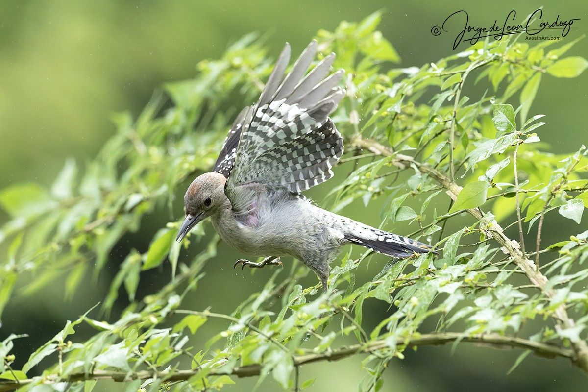 Red-bellied Woodpecker - ML638232238