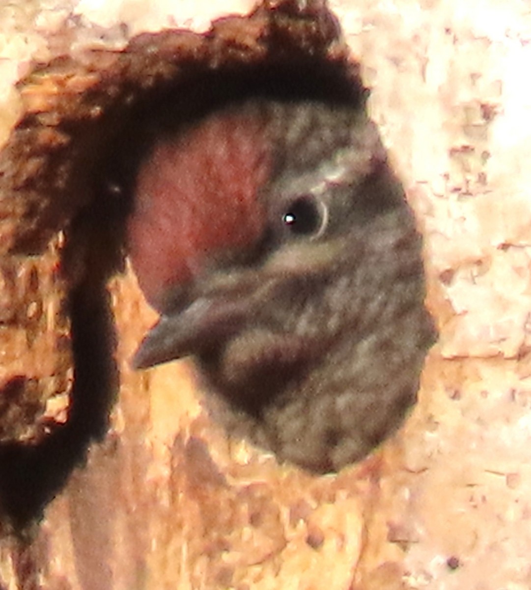 Red-naped Sapsucker - ML638232249