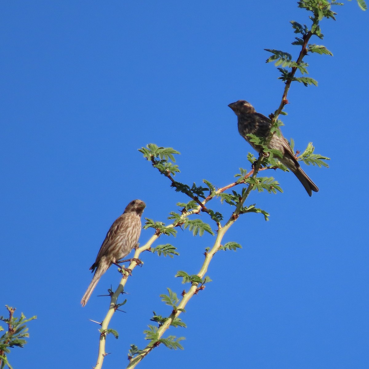 House Finch - ML638232250