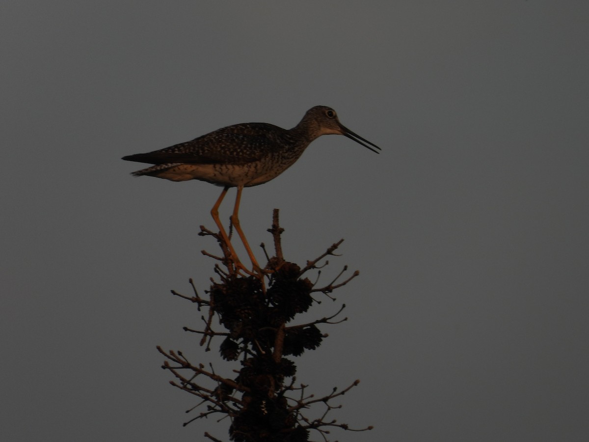 Greater Yellowlegs - ML638232289