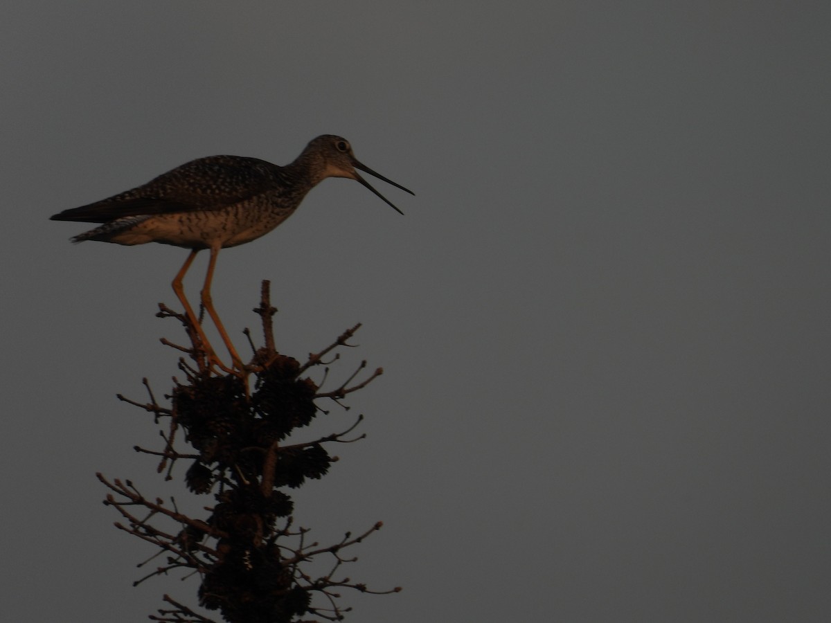Greater Yellowlegs - ML638232290