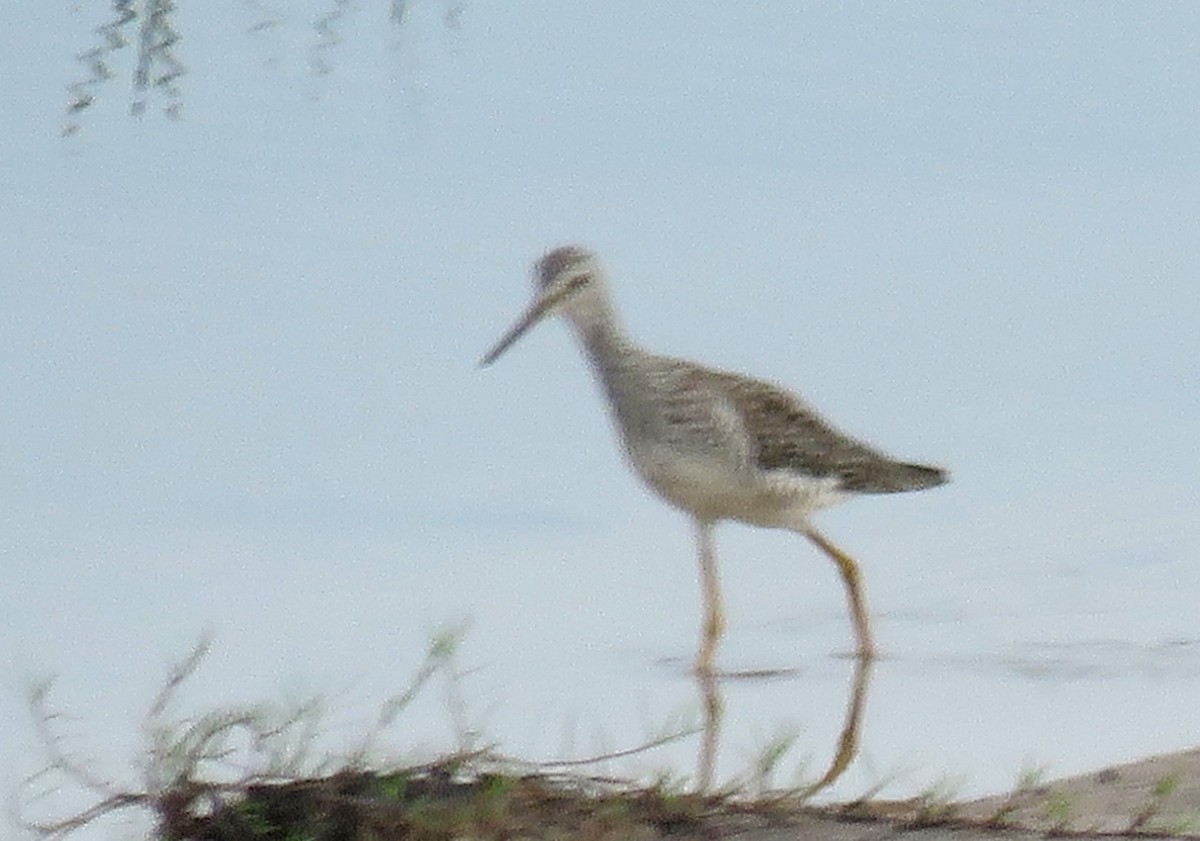 Greater Yellowlegs - ML638232291