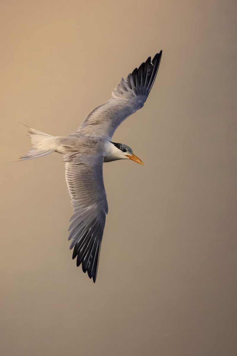 Royal Tern - ML638232298