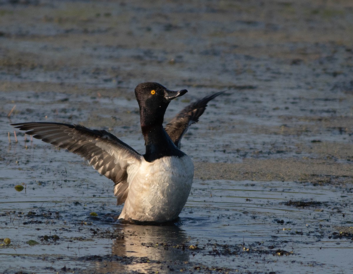 Ring-necked Duck - ML638232304